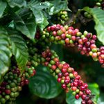 咖啡櫻桃｜圖片來源：Unsplash ｜ 攝影：Quang Nguyen Vinh