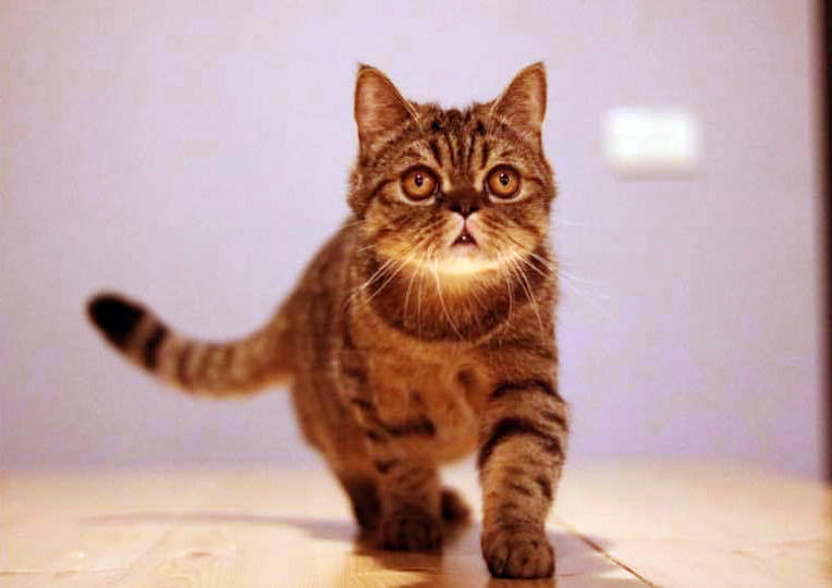 Belinda Coffee店貓：達達｜圖片來源：Belinda Coffee粉專