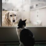 狗狗在門外望著貓咪 ｜ 攝影：Alexis Chloe ｜ 圖片來源： Unsplash