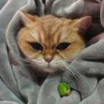 貓咪 ｜ 攝影： Binzi Xu ｜ 圖源Unsplash