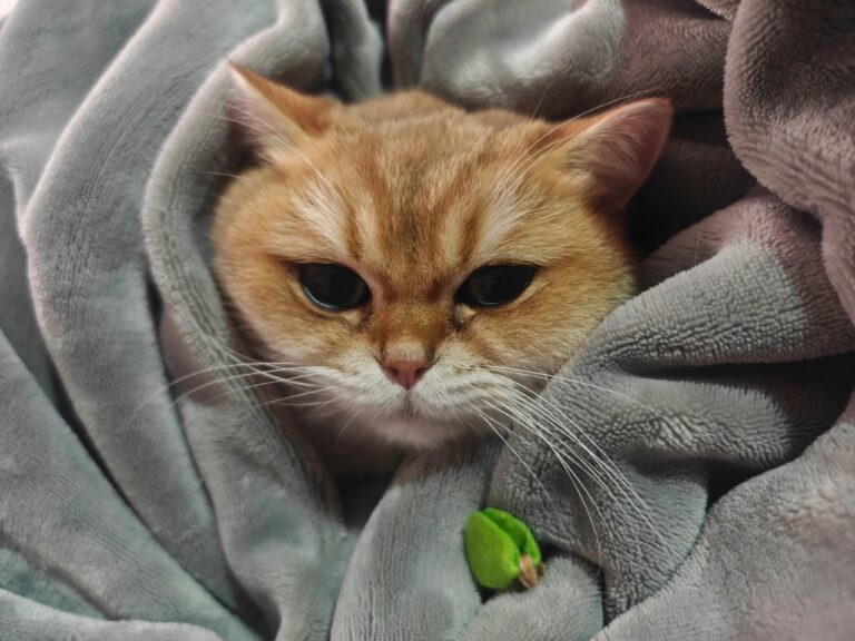 貓咪 | 攝影: Binzi Xu | 圖源Unsplash