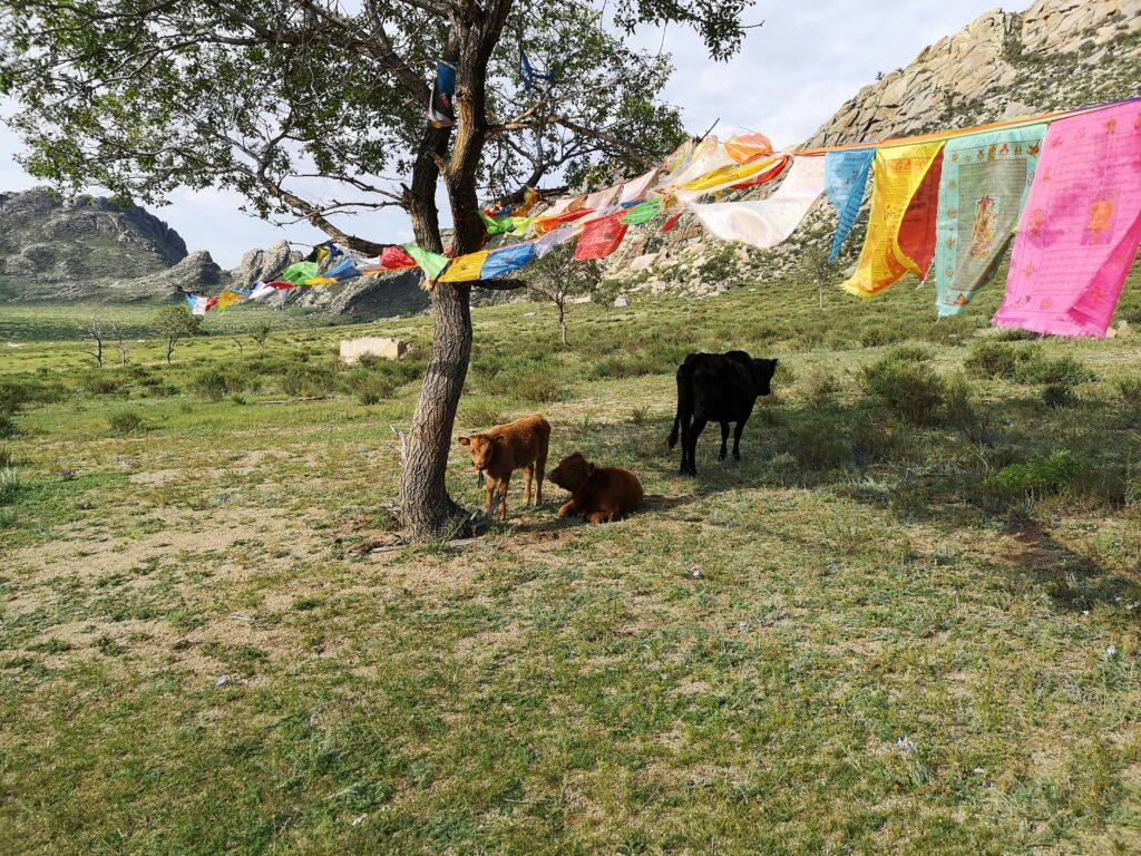 經幡與小牛｜攝影：Jonathan Brignoli 圖片來源：Unsplash