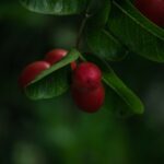 coffee cherry｜攝影： Kien Nguyen 圖片來源：n Unsplash