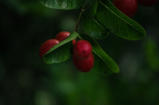 coffee cherry｜攝影： Kien Nguyen 圖片來源： Unsplash