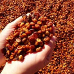 raisin honey process｜圖片來源：咖啡网