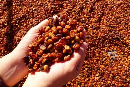 raisin honey process｜圖片來源：咖啡网