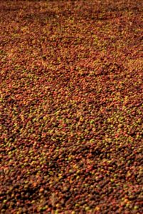 咖啡果實：攝影：Jandira Sonnendeck 圖片來源 Unsplash