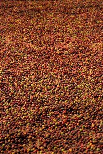 咖啡果實：攝影：Jandira Sonnendeck 圖片來源 Unsplash