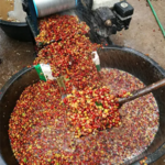 咖啡生豆後製處理法｜圖片來源：unsplash