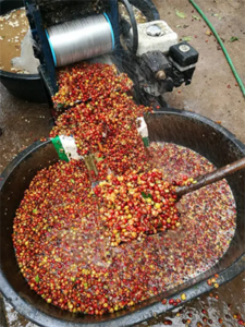 咖啡生豆後製處理法｜圖片來源：unsplash