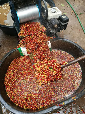 咖啡生豆後製處理法｜圖片來源：unsplash