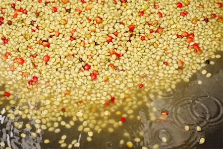 咖啡生豆水洗過程｜圖片來源：unsplash