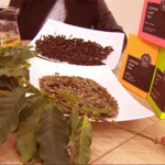 咖啡葉紅茶｜圖片來源：TVBS