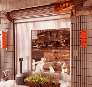 白鳳商店｜圖片來源：Google Map