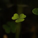 Lucky｜攝影：ván Díaz 圖片來源： Unsplash
