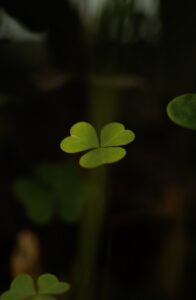Lucky｜攝影：ván Díaz 圖片來源： Unsplash