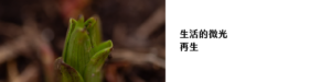 生活的微光_再生