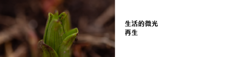 生活的微光_再生
