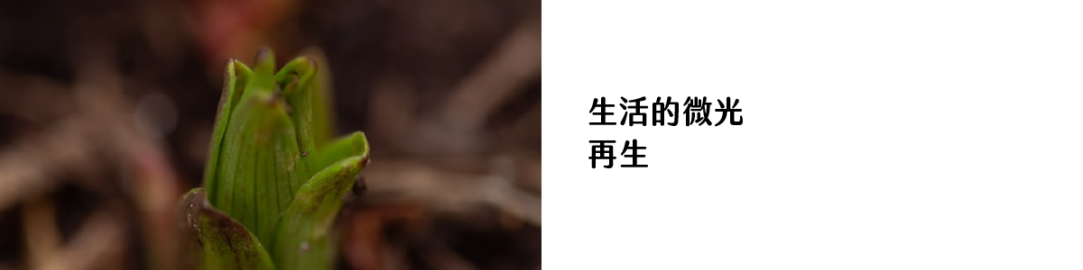 生活的微光_再生