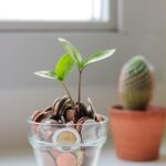 金錢樹｜攝影 micheile henderson ｜圖片來源： Unsplash